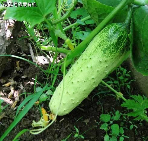 东北旱瓜怎么吃,解锁美味新体验