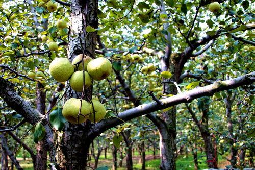 吃瓜宁陵县,宁陵县那些鲜为人知的故事