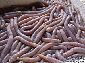 广西吃瓜虫视频,吃瓜虫视频带你领略异域虫蛆风味