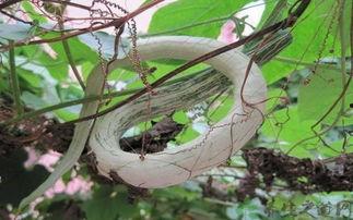 泰国吃蛇瓜视频,网友直呼“胆大心细”