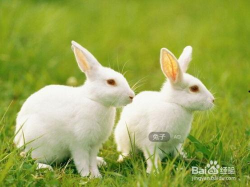 道具夏日吃瓜兔,吃瓜兔带你畅享清凉时光