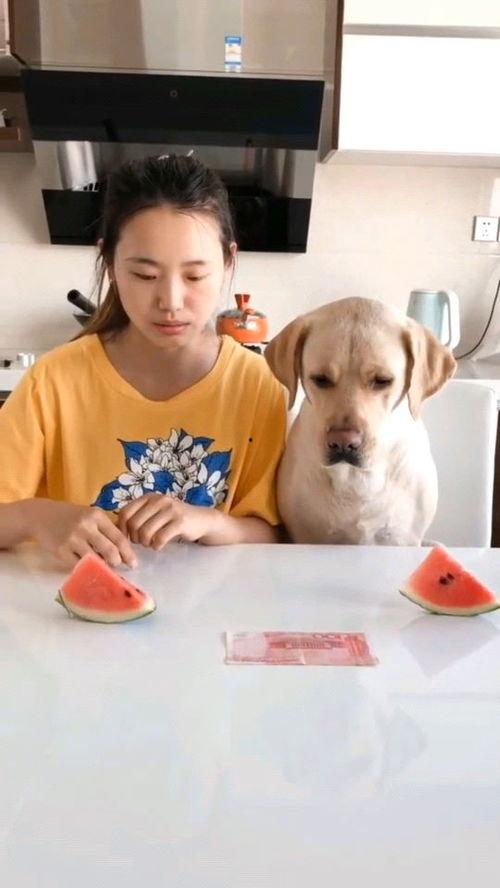 防止吃瓜比赛视频,一场别开生面的吃瓜比赛视频回顾