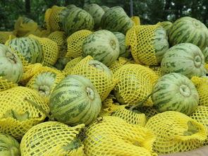 种植毛瓜怎么吃