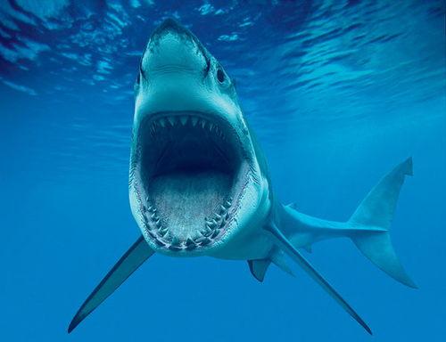 鲨鱼在线吃瓜网站,揭秘网络吃瓜文化的狂欢盛宴