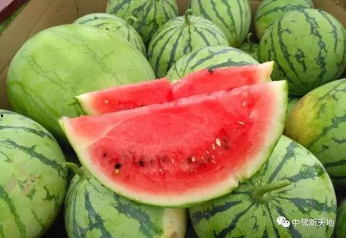 吃瓜结果吃的是自己家的瓜,揭秘吃瓜结果竟是自家瓜的惊人真相