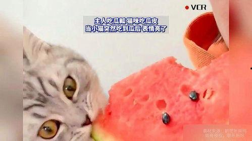 吃瓜猫咪素材,萌态十足，揭秘宠物界的“美食家”