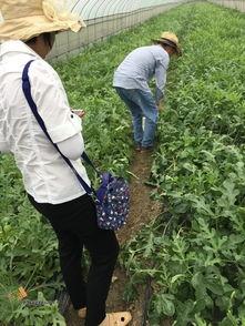 新平湖吃瓜群众视频,揭秘当地热门事件背后的真相