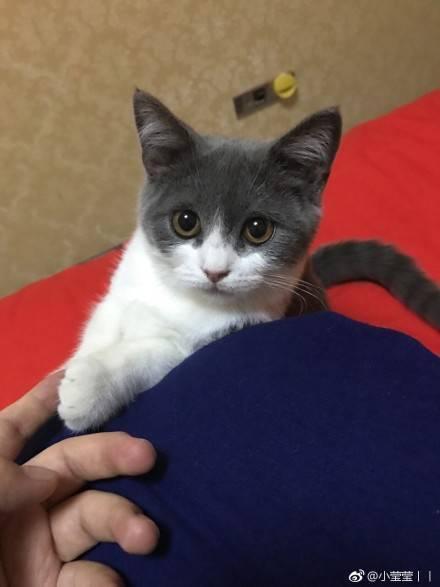 吃瓜遇见猫,温馨瞬间定格